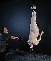 Suspension Whipping Horror